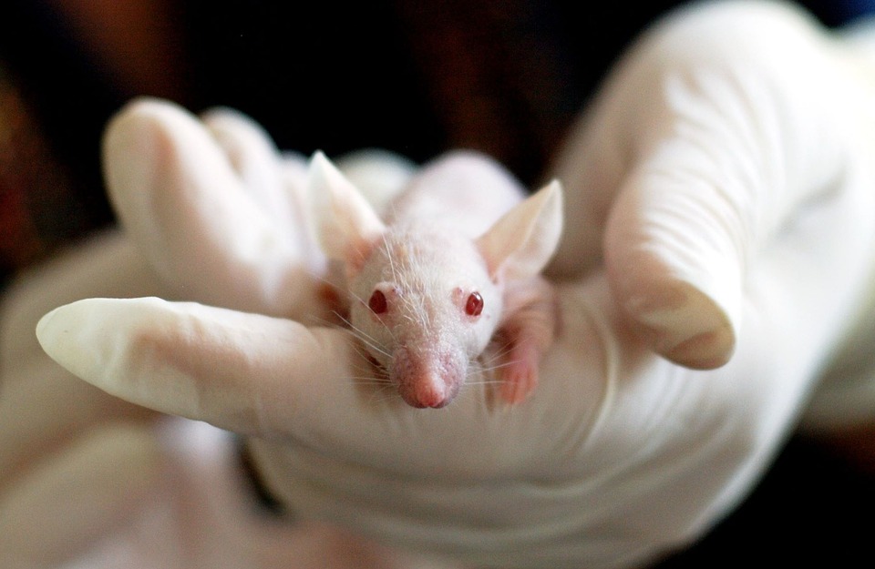 Behind closed doors: animal testing within the make-up industry - Annabel  Forster