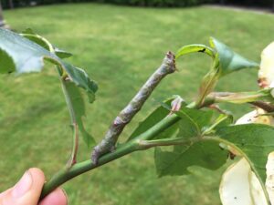 Twig caterpillar found at Dining Hall garden at York St John University