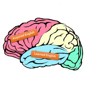Cartoon image of brain split into three different colours - two part of the brain are labelled - one reads Acquired English, the other reads Learned English