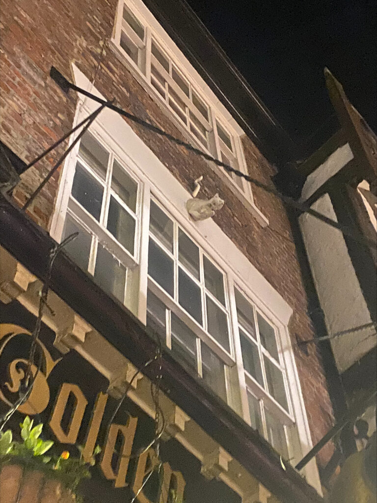 Image of one of the cats on the York Cat Trail