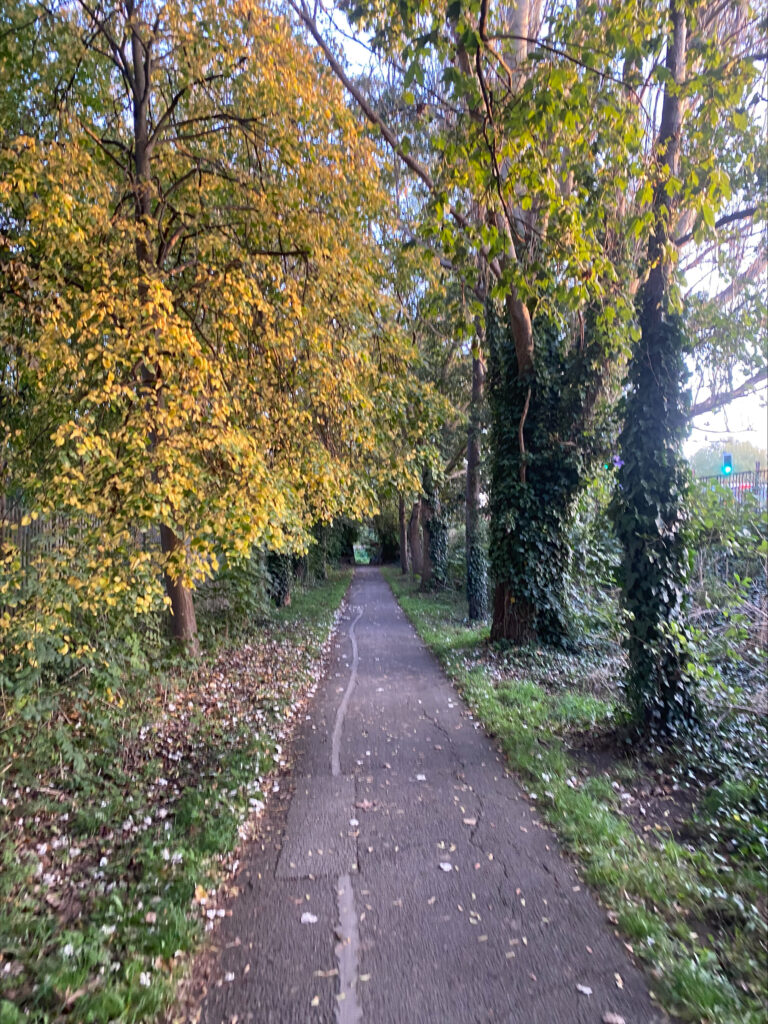 Image of trees and a path