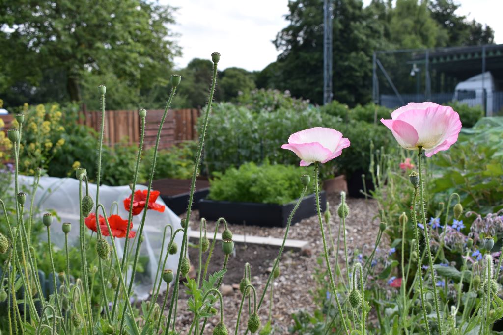 YSJ allotments, with pink and red poppies in the foreground.