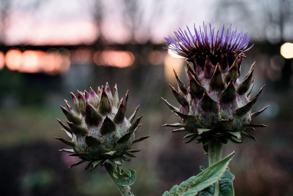 Two thistles at dusk.