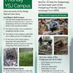 YSJ Hedgehog Friendly Campus leaflet
