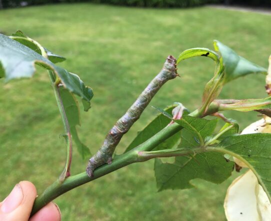 Twig caterpillar found at Dining Hall garden at York St John University