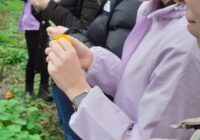 Education students at the York St John allotment trying nasturtium flowers