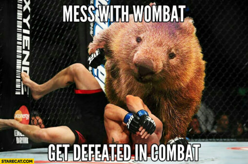 Viva La Wombat - Wombats United