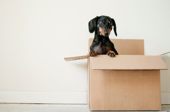 Image of a dog in a cardboard box