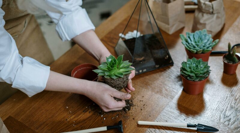 Image of someone potting a plant.